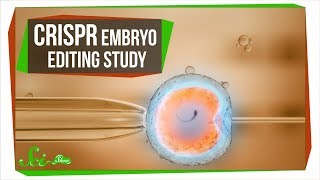 What the CRISPR Embryo Editing Study Really Taught Us [upl. by Akialam]