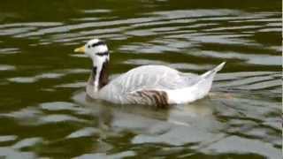 Barheaded Goose Anser indicus  Streifengans oder Indische Gans 3 [upl. by Tuneberg]