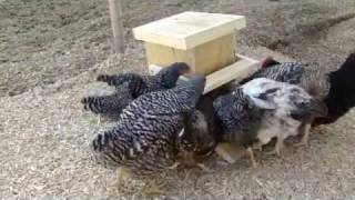 Automatic Chicken Feeder [upl. by Relyuc456]