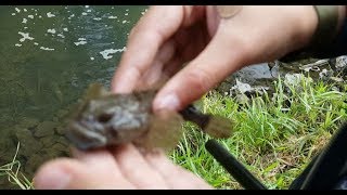 Puddle fishing for Sculpins [upl. by Amik934]