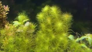 Myriophyllum sp Belgaum Karnataka インディアンミリオ ベルガウム [upl. by Rego]