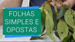 FAMÍLIAS BOTÂNICAS COM FOLHAS SIMPLES E OPOSTAS [upl. by Lleunamme]