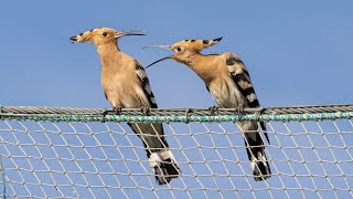 HOOPOE CALL Eurasian Hoopoe in Spain birding on the Ebro Delta [upl. by Suirrad]