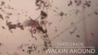 Tardigrade Walking Around [upl. by Lokim638]