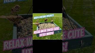 Bird Buffet  House Finch and Sparrows on Bird Feeder Cam birds burung sparrow finch birding [upl. by Aisetal]