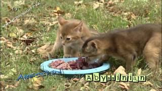 Abyssinian kittens first day out [upl. by Erbes326]