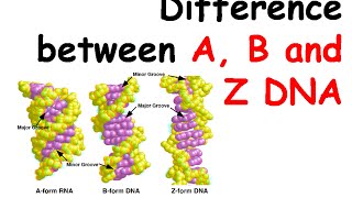 Difference between A B and Z DNA [upl. by Sonitnatsnoc547]