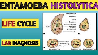 Entamoeba Histolytica Life cycle Lab diagnosis [upl. by Elkraps]