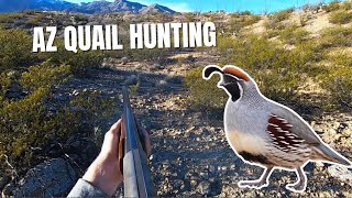 Quail Hunting in Arizona Catch Clean Cook [upl. by Nyleek386]