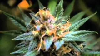 Clearing The Smoke  The Science Of Cannabis  Full Documentary [upl. by Borchers]