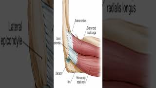 Anatomy Extensor Carpi Radialis Brevis ECRB shorts [upl. by Hanahsuar]