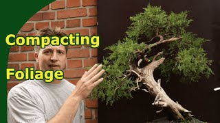 Creating compact Juniper Bonsai Foliage  Techniques for Garden Junipers [upl. by Odracer]