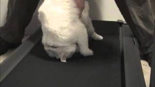 Lazy Cat on a Treadmill  Directors Cut [upl. by Norod]