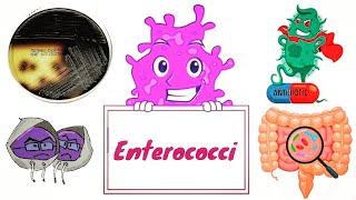 Enterococci  Enterococcus faecalis and E faecium English  Medical Microbiology [upl. by Donaghue]