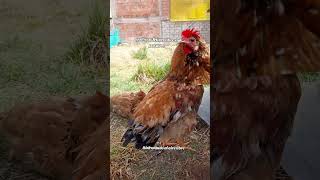 Gallinas ponedoras felices libre de pastoreo disfrutando al aire libre [upl. by Aldin]