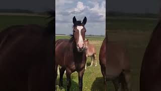 Blizzard and stallion get acquainted । Horses grooming shorts [upl. by Reuben]