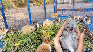 Rabbit Screaming Sound Happy  Baby rabbits Sounds relaxing [upl. by Niran]