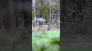 Mississippi long beard and doe deer turkey hunting deerhunting wildlife [upl. by Allesiram922]