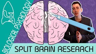 Split Brain Research  Biological Psychology  Biological Psychology AQA ALevel [upl. by Eng]