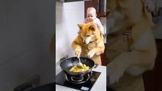 Morris Manson Video Dog Do Housework 🤭 ll shorts shortsfeed viral dog animal [upl. by Hentrich]