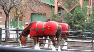 AnheuserBusch Brewery Horses and Stables St Louis Missouri [upl. by Sidwel]