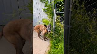 Cadaver dog at work malinois searchandrescue workingdog [upl. by Llebiram]