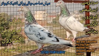 Tasveer Wala pairchampionpigeons birds imamdeen bloodline [upl. by Eijneb]