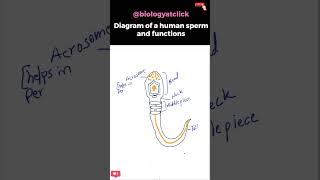 Diagram of human sperm easy [upl. by Ellmyer]