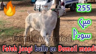 255k mae soda domail mandi today latest update 2024 ll taxila mandi ll jamil tv ll [upl. by Blair761]