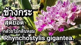 ช้างกระ Rhynchostylis gigantea สุดยอดกล้วยไม้กลิ่นหอม หอมไกล หอมแรง [upl. by Butcher242]