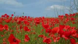 Lyn Bowtell  And the Band Played Waltzing Matilda [upl. by Niamert]