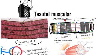 ADMITERE MEDICINA Barron’sCap8 TESUTL MUSCULAR part1 Muschii striati [upl. by Swetiana]