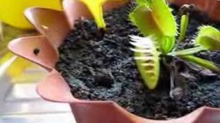 Venus Flytrap vs Baby Roach [upl. by Onder846]