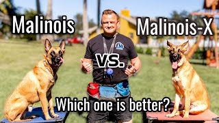 Belgian Malinois vs MalinoisX  Is the Malinois x GSD an even better dog [upl. by Dewar]