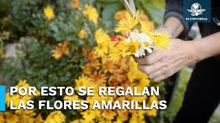 ¿Por qué se regalan flores amarillas este 21 de marzo [upl. by Acenahs]