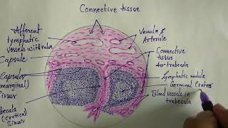 Histology of lymph node [upl. by March213]