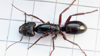 Camponotus rufifemur obscurus Philippines 28102024 [upl. by Kopp]