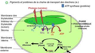 schema bilan photosynthese [upl. by Enomaj]