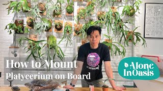 How to Mount Staghorn Fern Platycerium on Board  Simple StepbySteps Guide [upl. by Egief441]