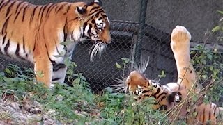 AHIMSA and JEGOR  Siberian Tigers Tierpark Hellabrunn [upl. by Akiem705]