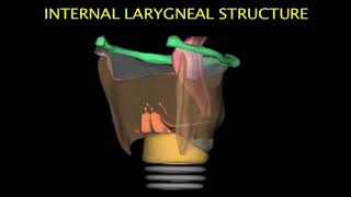 Larynx Animation [upl. by Lekcar956]