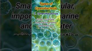 Types of Cyanobacteria  Cyanobacteria Types cyanobacteria [upl. by Ravo]