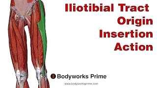 Iliotibial Tract ITB Anatomy Origin Insertion amp Action [upl. by Radu]