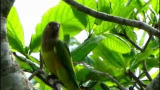 Aratinga pertinax  Brownthroated Parakeet  St Thomas Conure [upl. by Tolland]