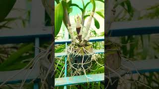 Orchid agriculture horticulture orchiddendrobium kalimpongorchid [upl. by Elohcan]