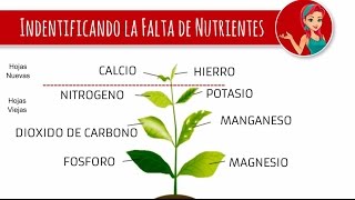 Nutrientes en las plantas como identificar la carencia [upl. by Soma6]