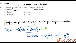 The primary osmolite which causes an opening and closing of stomata is  11  TRANSPORT IN PLANT [upl. by Arihsa776]