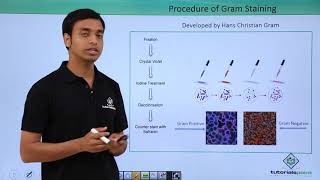 Class 11th – Kingdom Monera  Structure of Bacterial Cell  Tutorials Point [upl. by Eeniffar735]