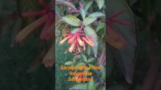 sarpgandha plant  rauwolfia serpentina [upl. by Alesram321]