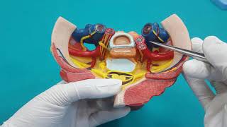 BaşBoyun Arterleri Anatomisi 4Bölüm [upl. by Elagiba124]